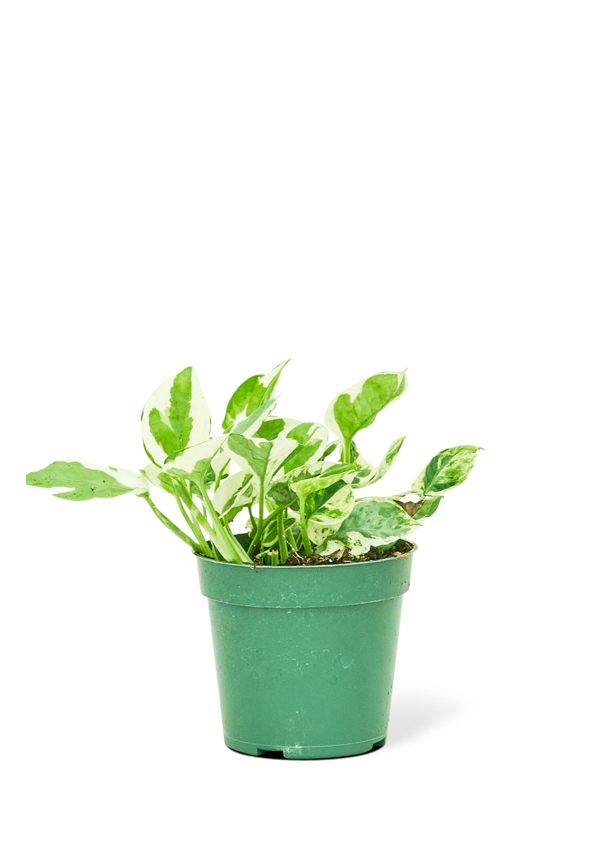 Pothos 'Pearls and Jade', Small 4" Pot