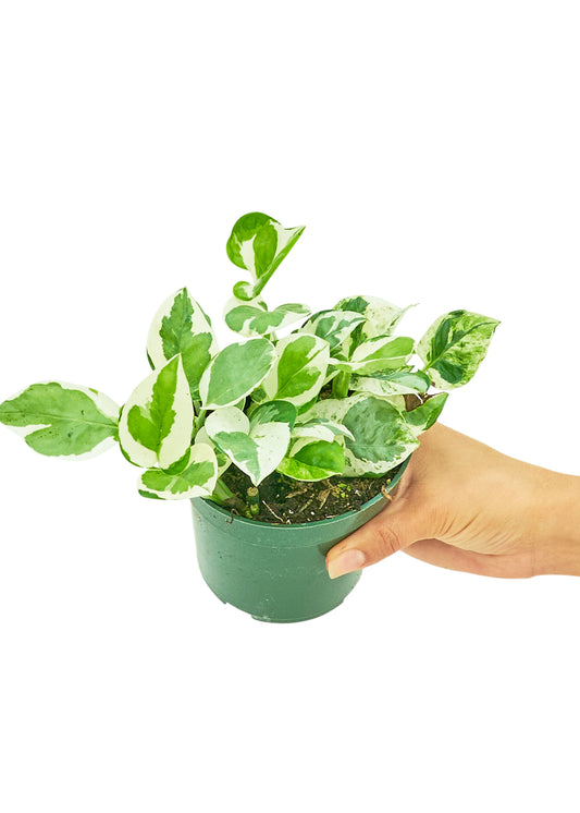 Pothos 'Pearls and Jade', Small 4" Pot