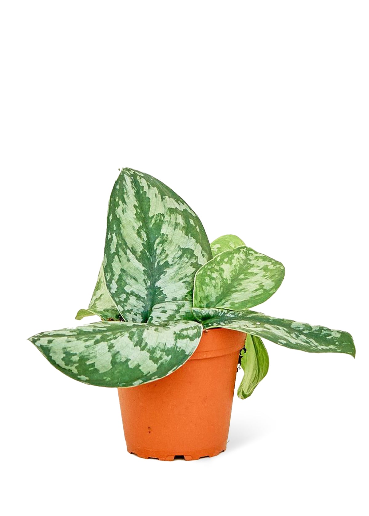 Silver Pothos 'Exotica', Small 4" Pot