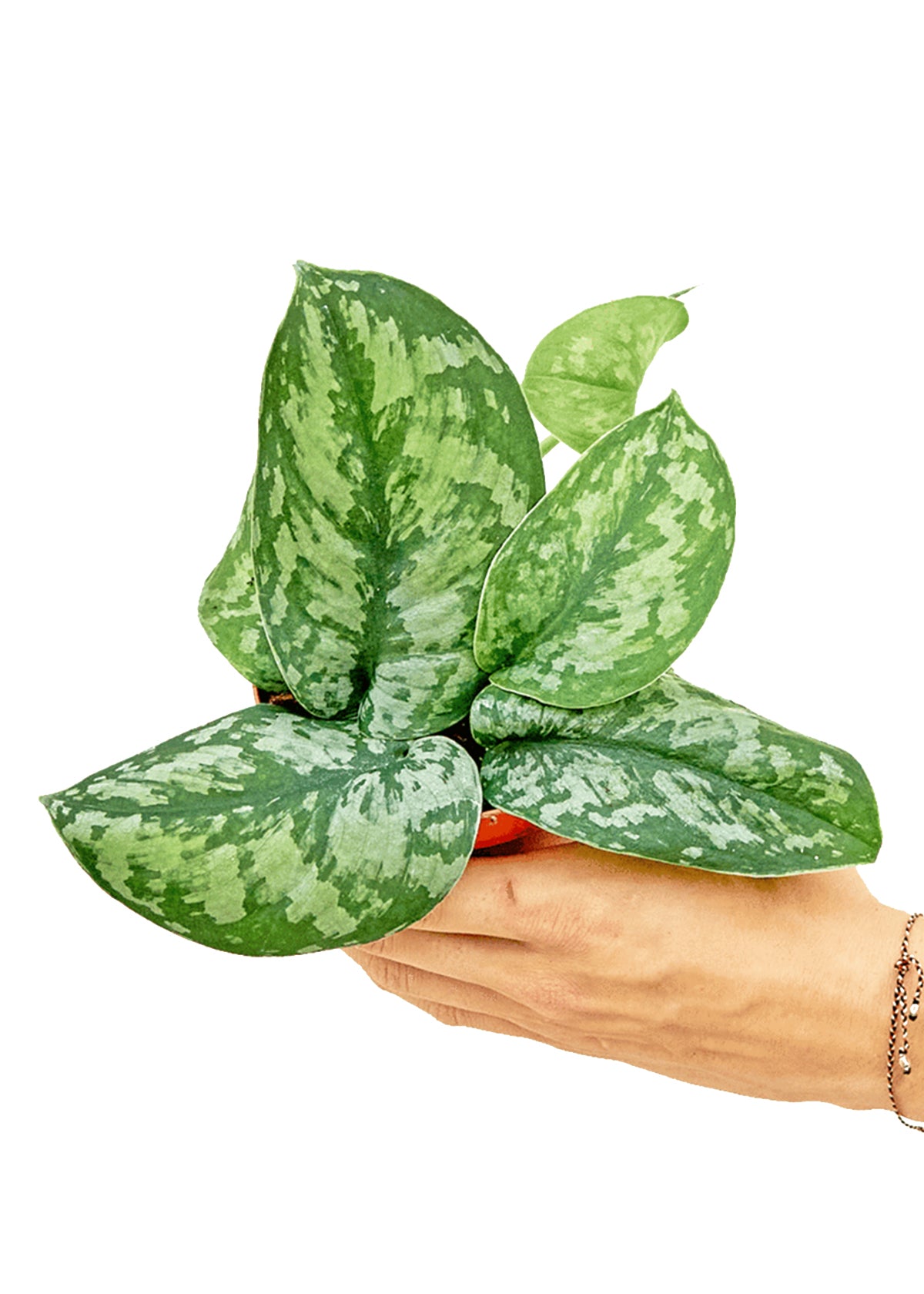 Silver Pothos 'Exotica', Small 4" Pot