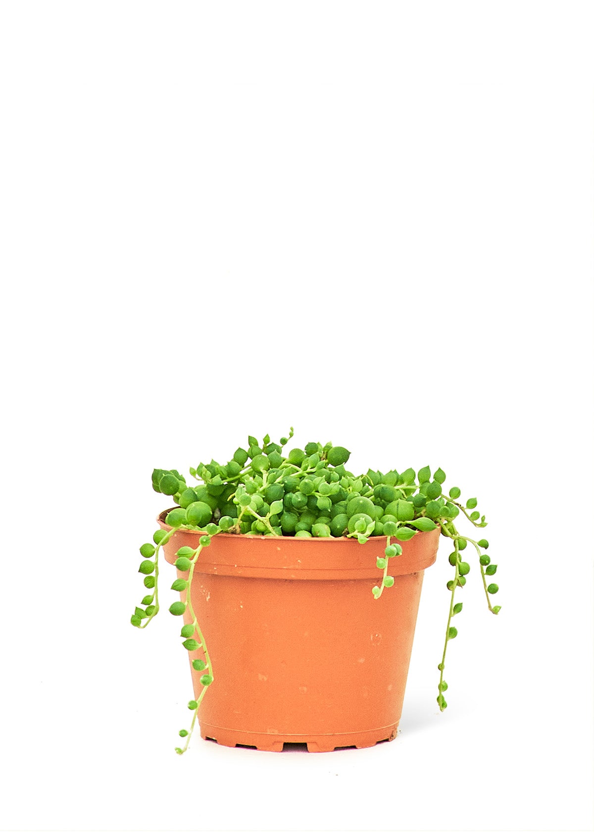 String of Pearls, Small 4" Pot