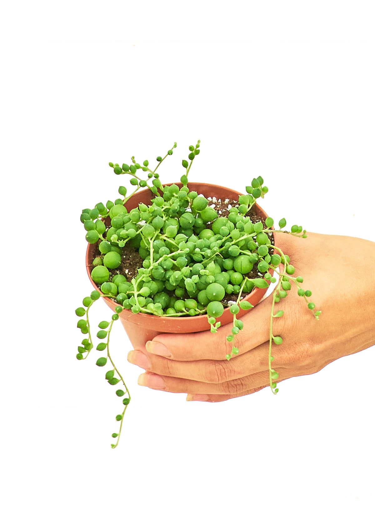 String of Pearls, Small 4" Pot