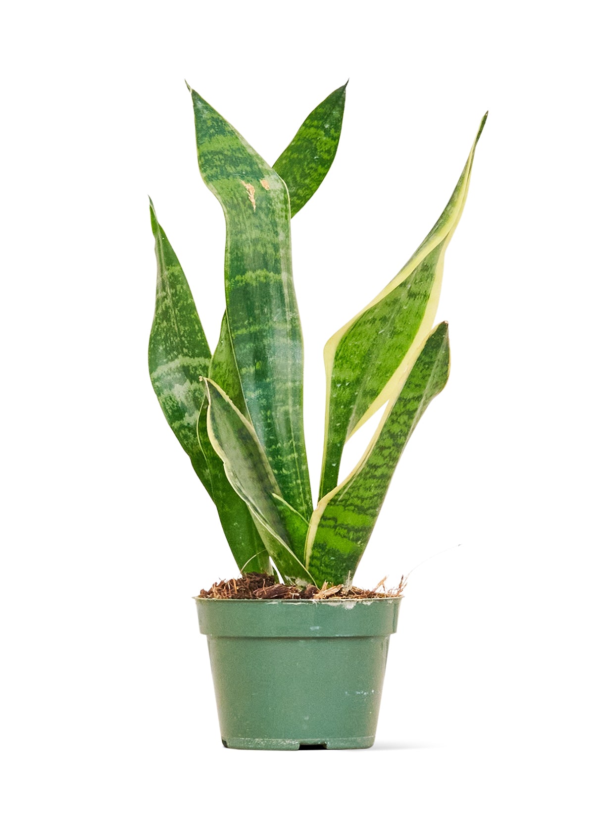 Snake Plant 'Laurentii', Small 4" Pot