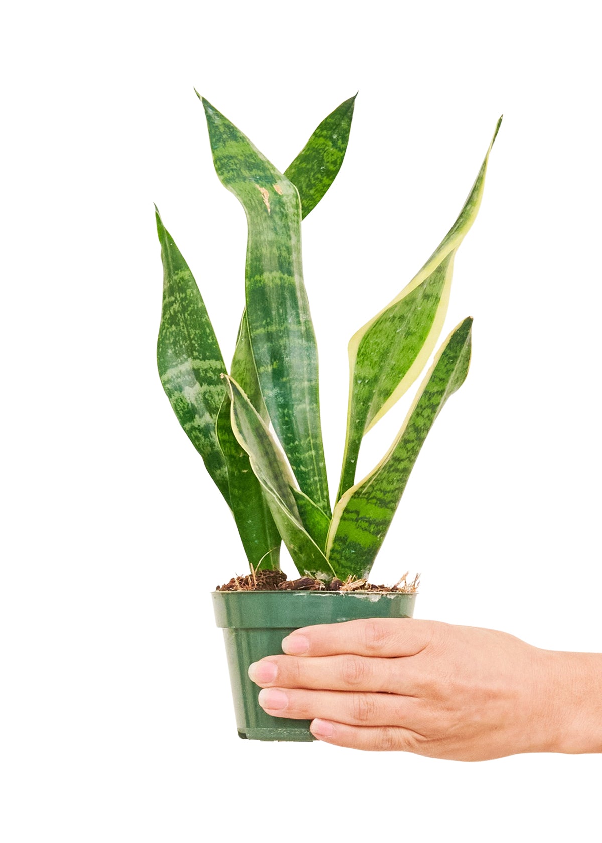 Snake Plant 'Laurentii', Small 4" Pot