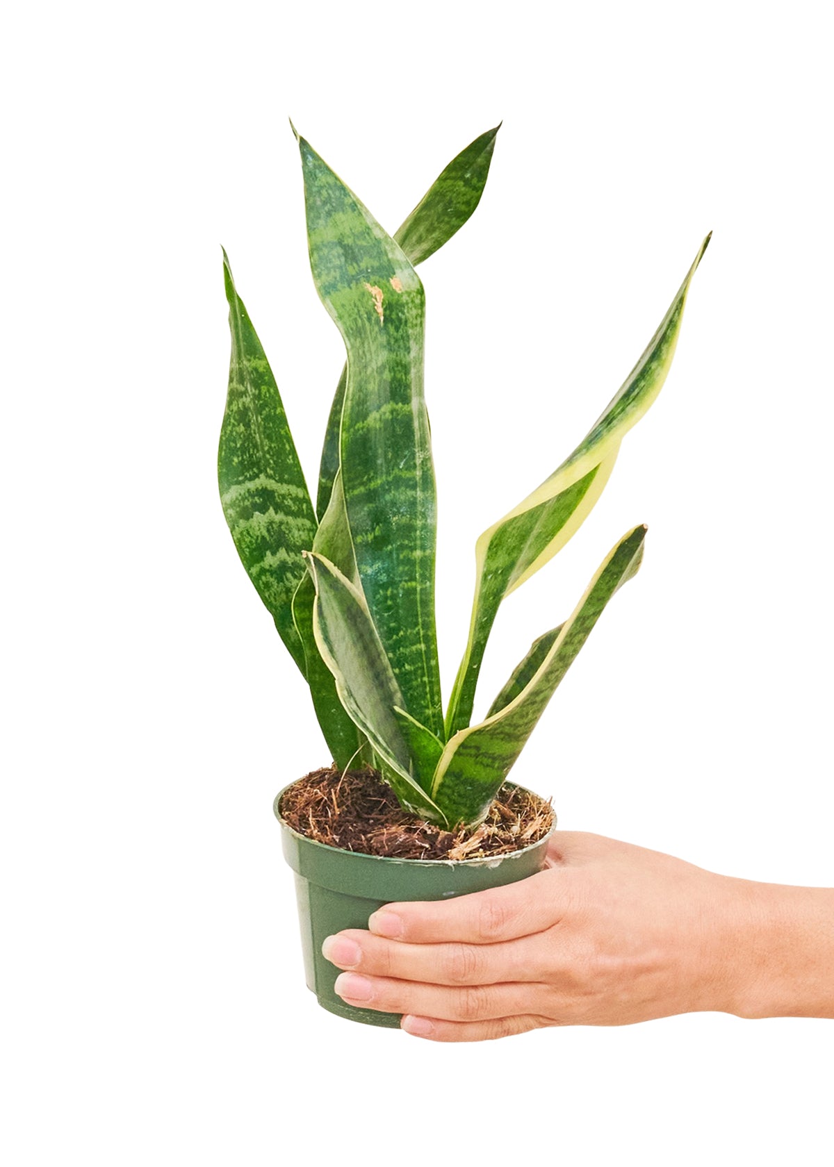 Snake Plant 'Laurentii', Small 4" Pot