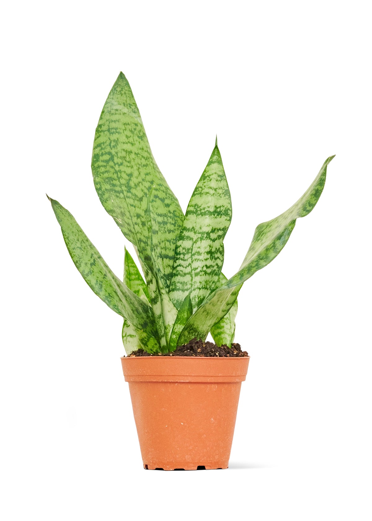 Snake Plant 'Zeylanica', Small 4" Pot