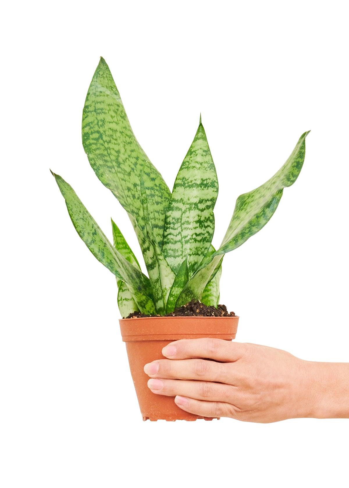 Snake Plant 'Zeylanica', Small 4" Pot