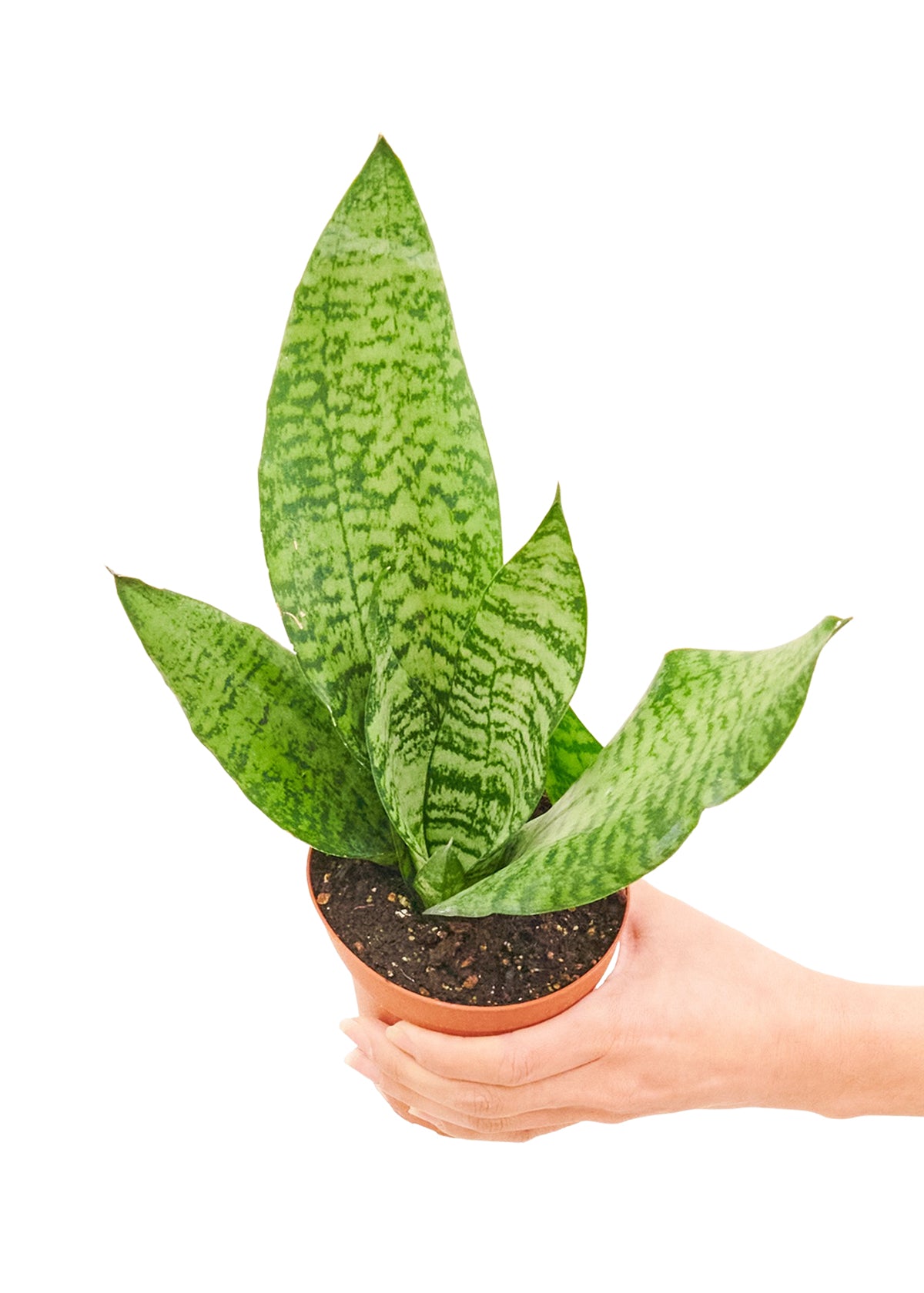 Snake Plant 'Zeylanica', Small 4" Pot