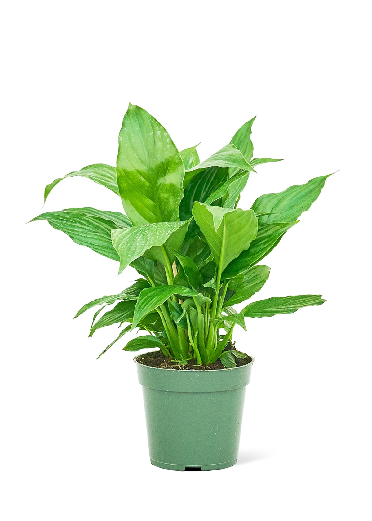 Peace Lily, Small 4" Pot