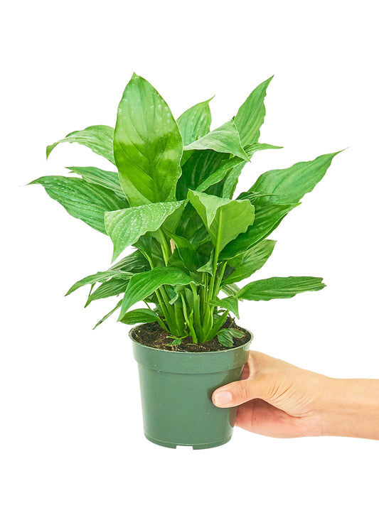 Peace Lily, Small 4" Pot