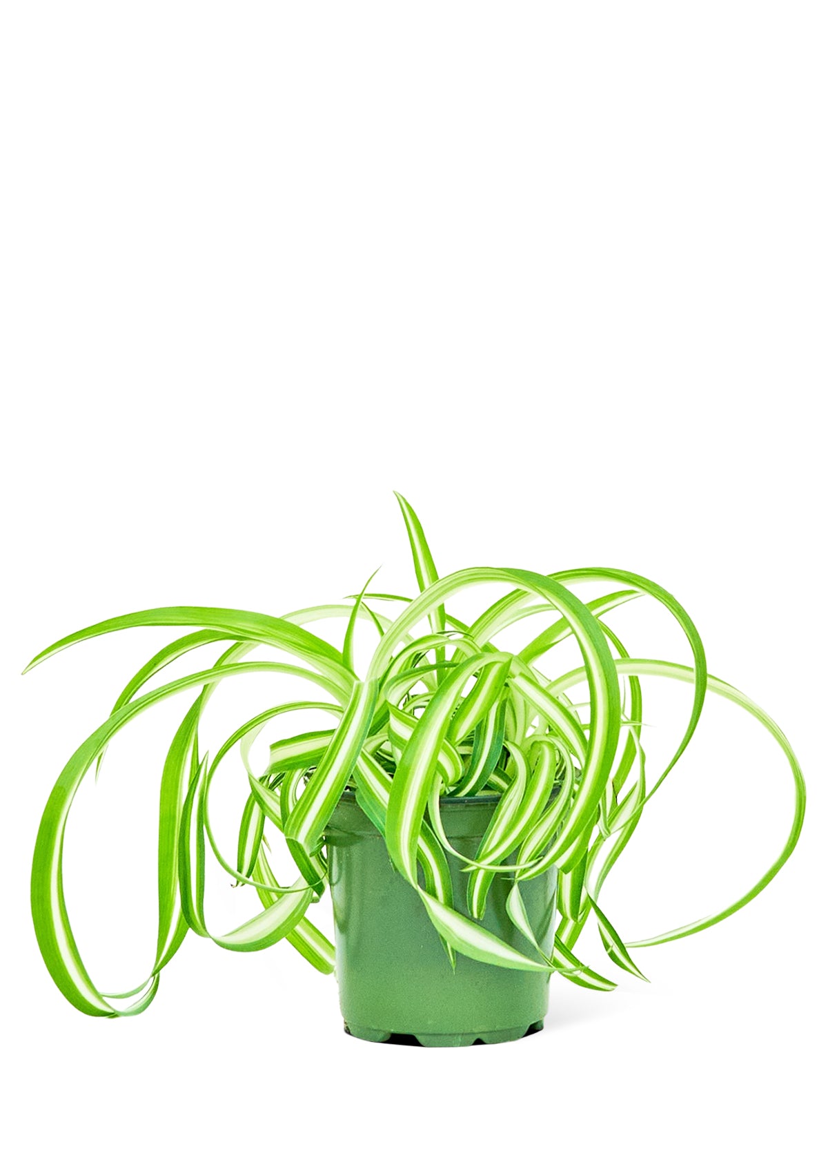 Spider Plant 'Bonnie', Small 4" Pot