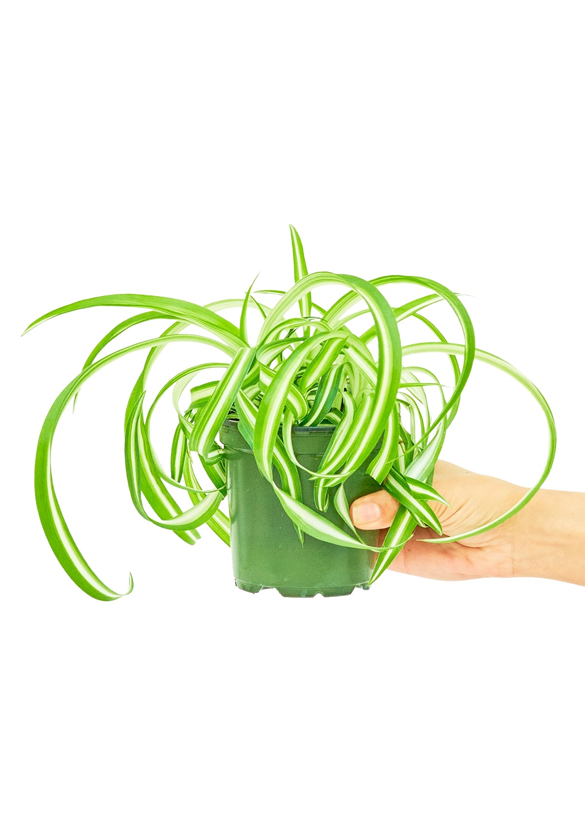 Spider Plant 'Bonnie', Small 4" Pot