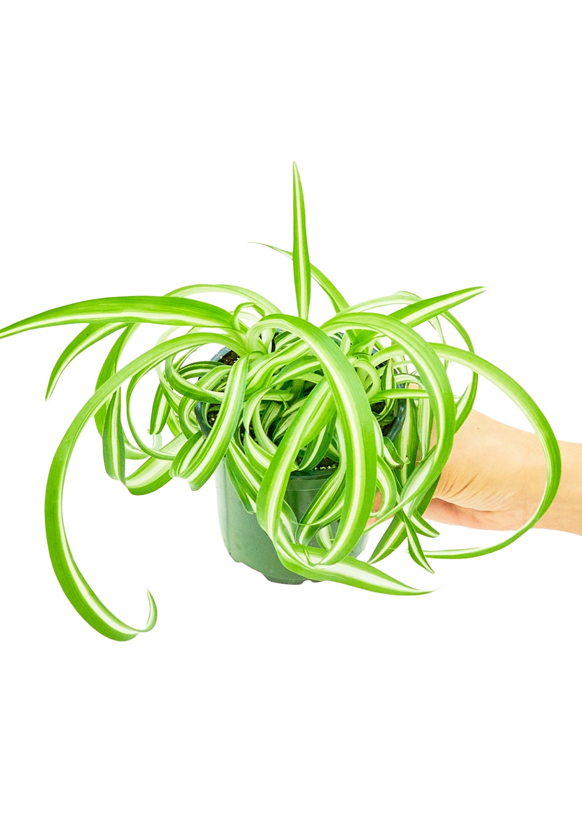 Spider Plant 'Bonnie', Small 4" Pot