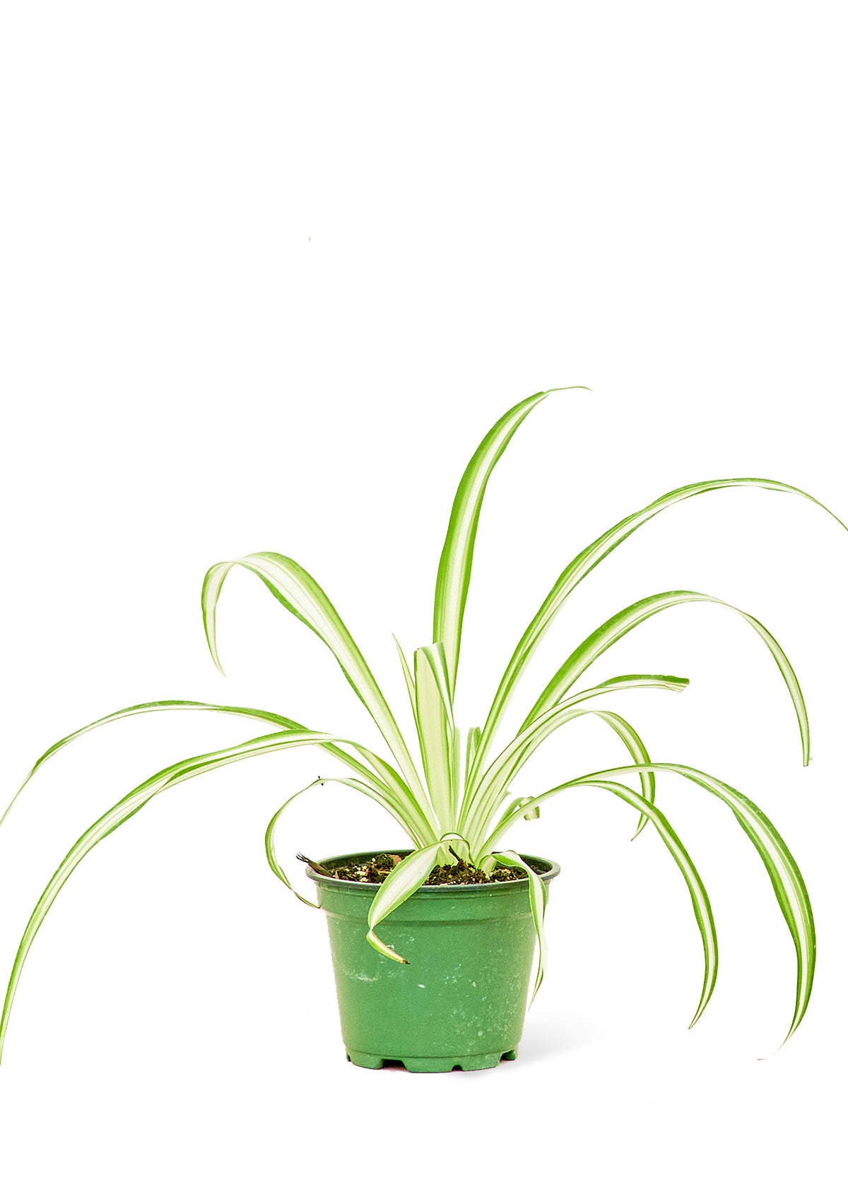 Spider Plant, Small 4" Pot