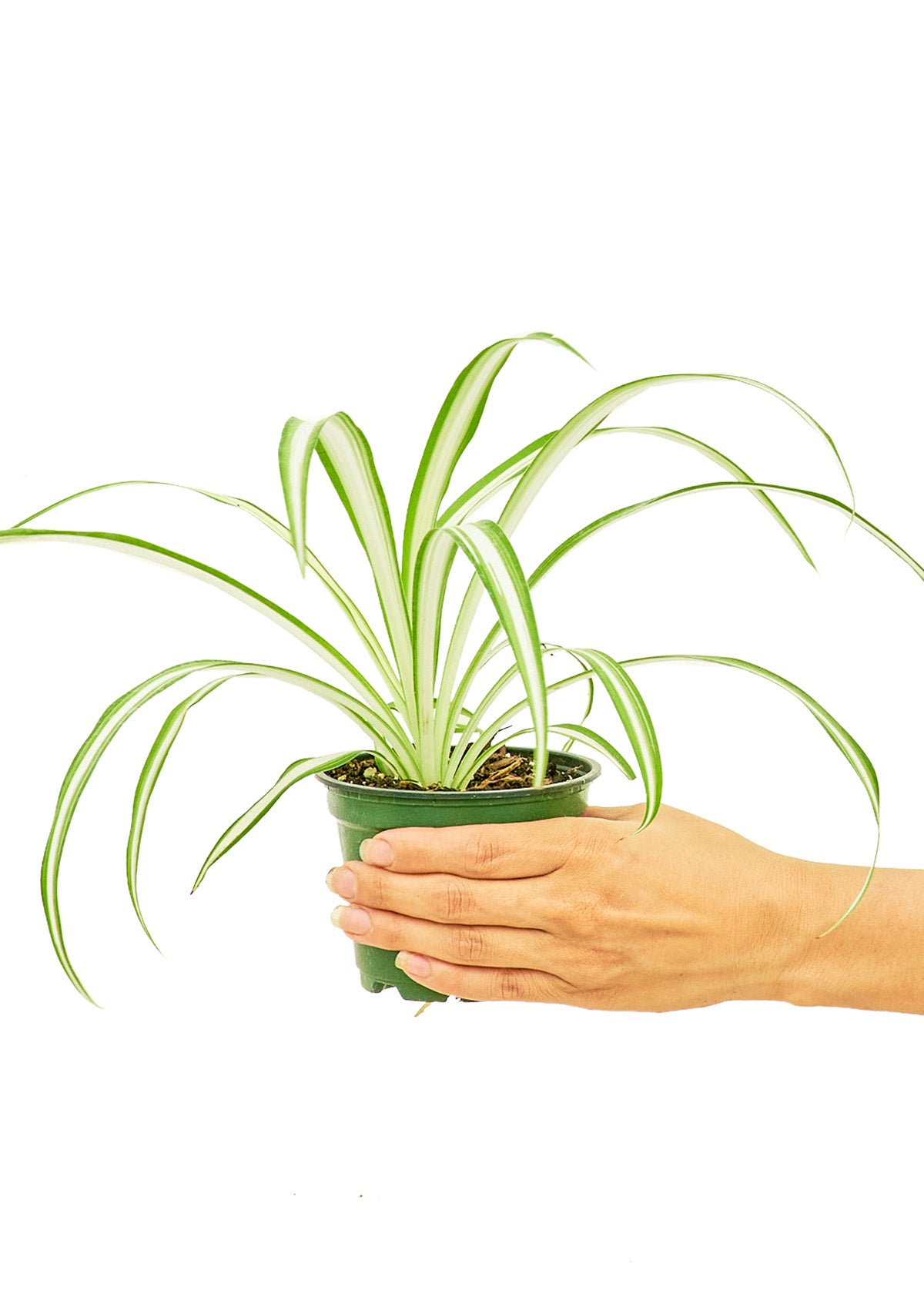 Spider Plant, Small 4" Pot