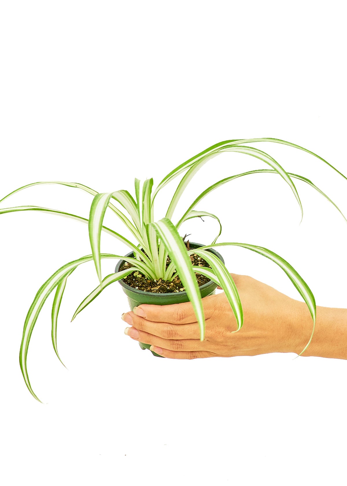 Spider Plant, Small 4" Pot