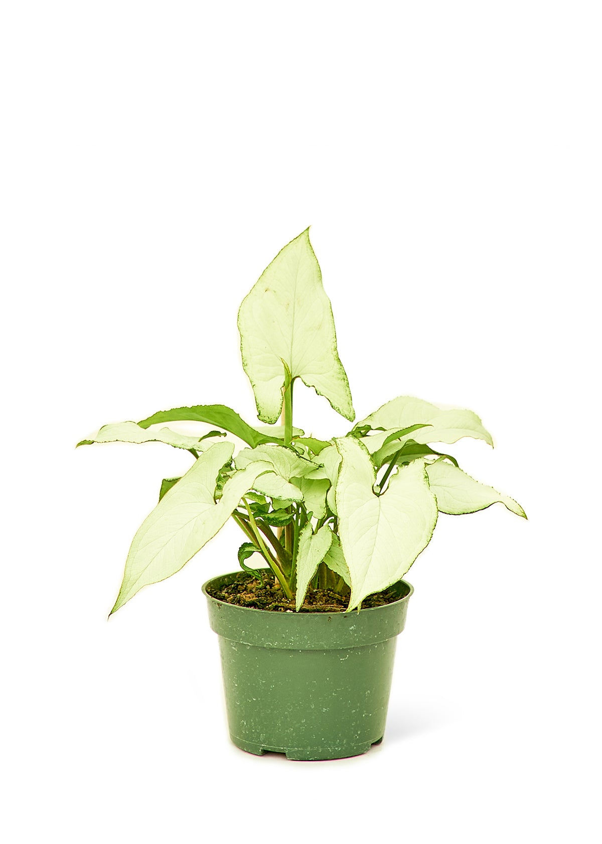 White Arrowhead Plant, Small 4" Pot