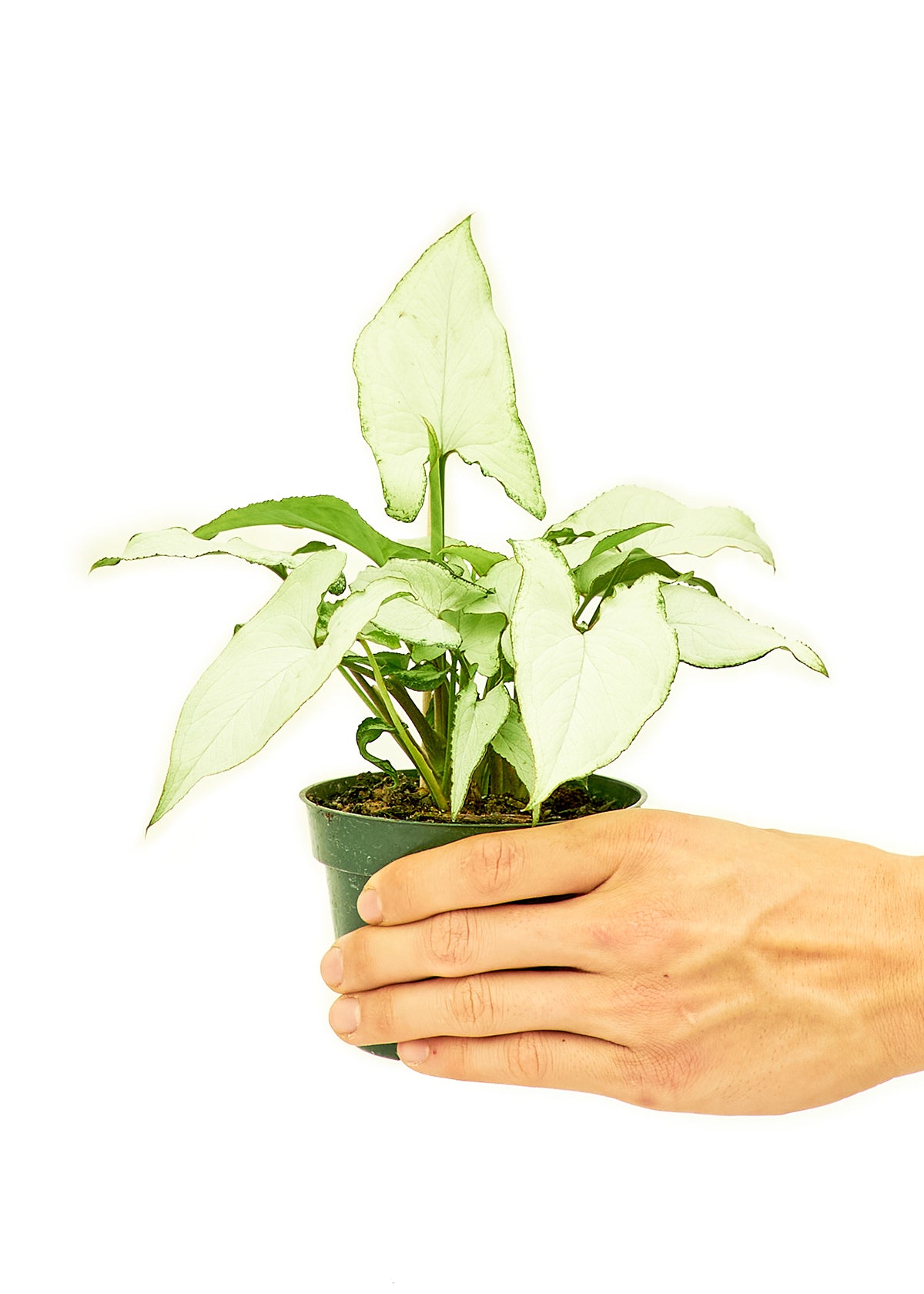 White Arrowhead Plant, Small 4" Pot