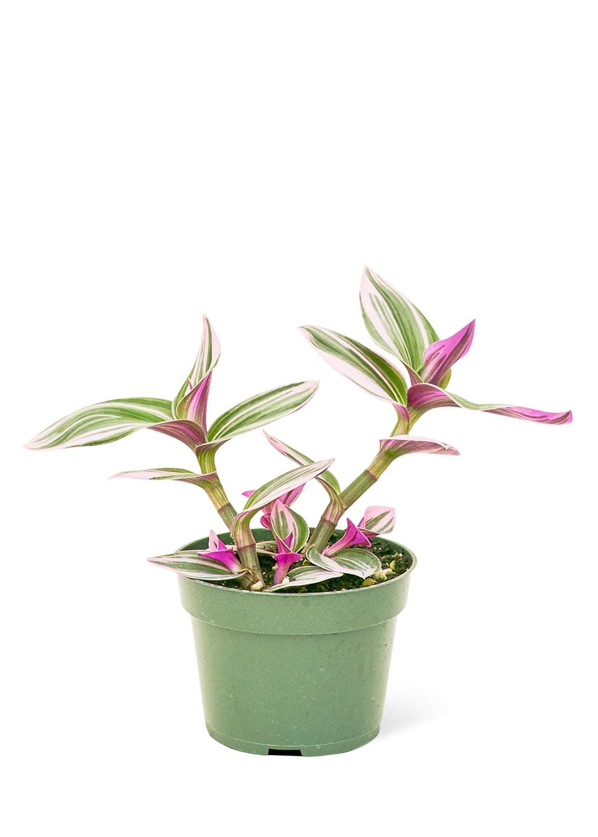 Tradescantia 'Nanouk', Small 4" Pot