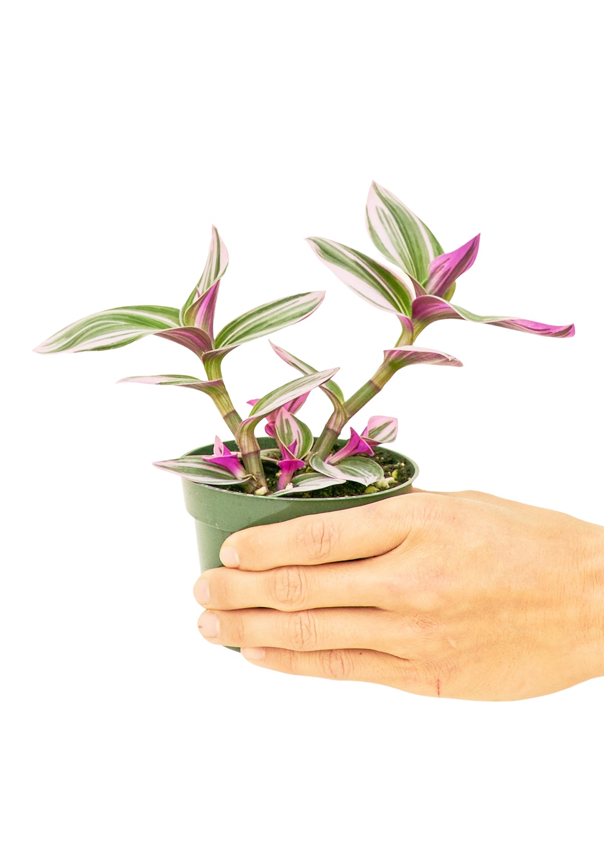 Tradescantia 'Nanouk', Small 4" Pot