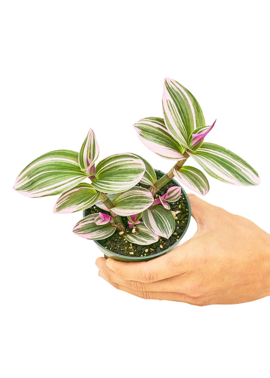 Tradescantia 'Nanouk', Small 4" Pot