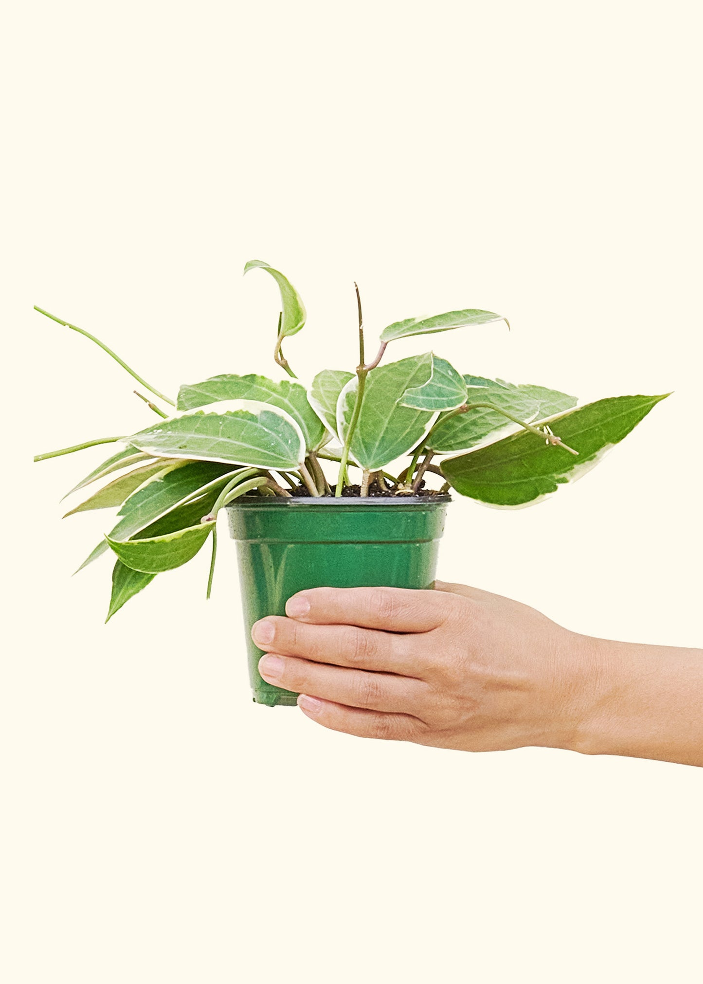 Hoya 'Macrophylla', Small 4" Pot