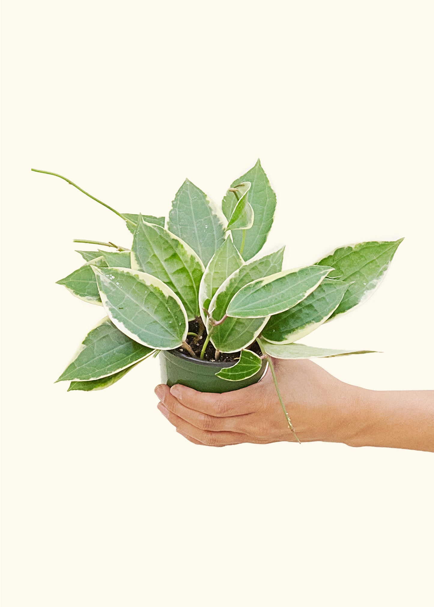 Hoya 'Macrophylla', Small 4" Pot
