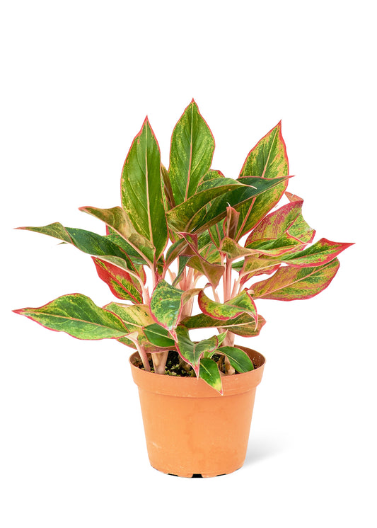 Red Chinese Evergreen, Medium 6" Pot