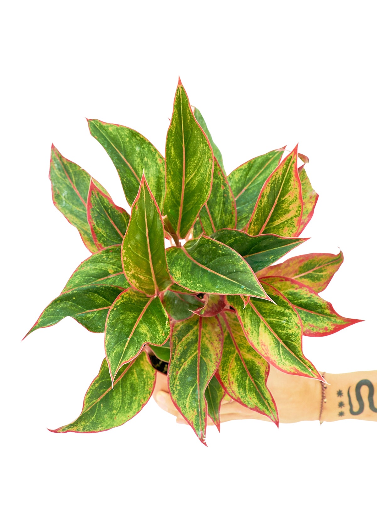 Red Chinese Evergreen, Medium 6" Pot