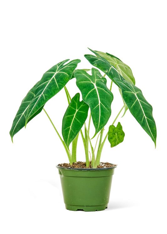 Alocasia 'Frydek', Medium 6" Pot