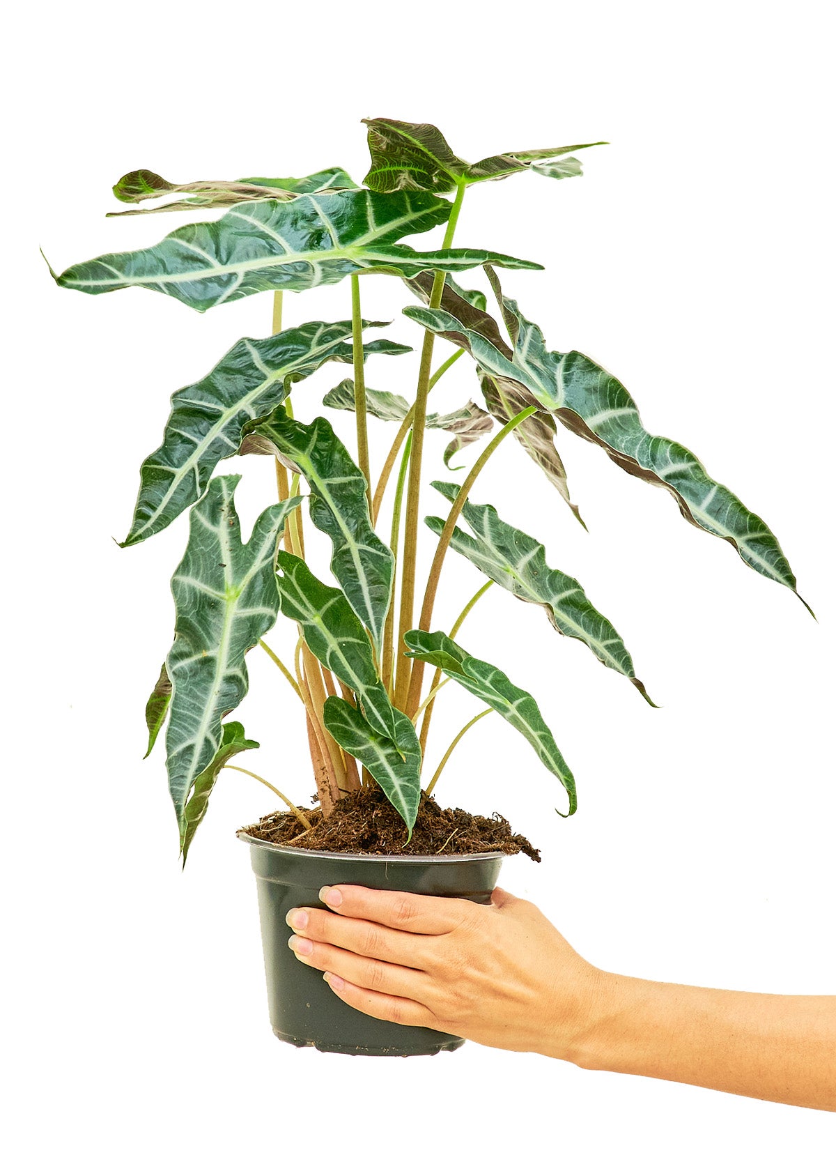 Alocasia 'Polly', Medium 6" Pot