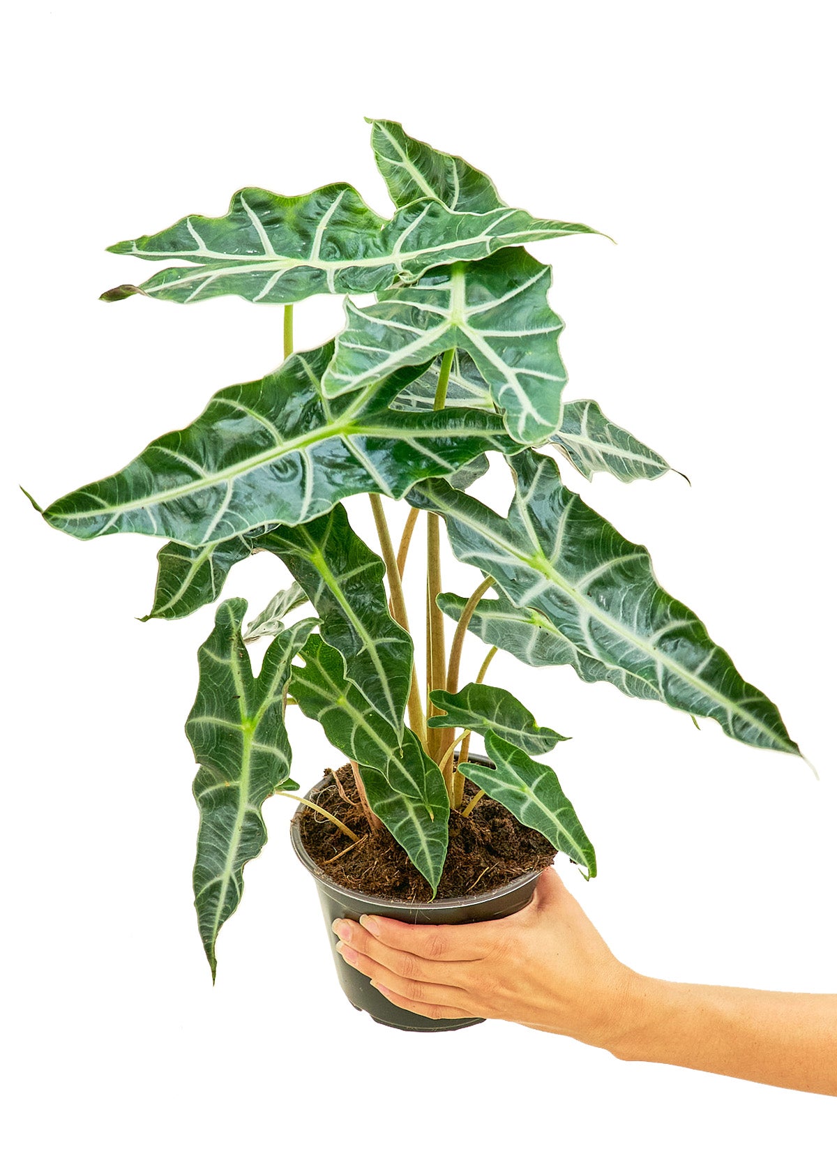 Alocasia 'Polly', Medium 6" Pot