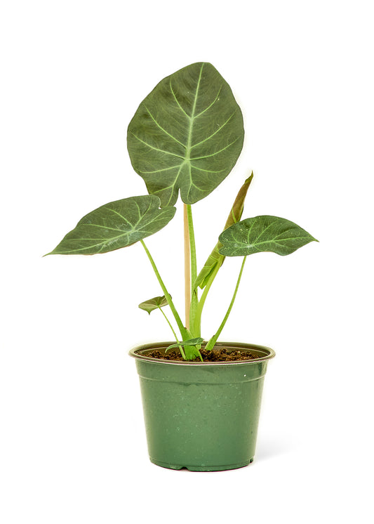 Alocasia 'Regal Shields', Medium 6" Pot