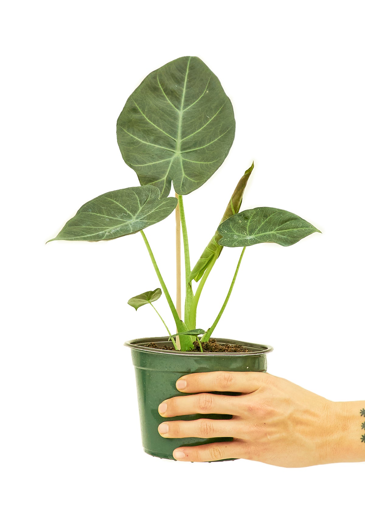 Alocasia 'Regal Shields', Medium 6" Pot