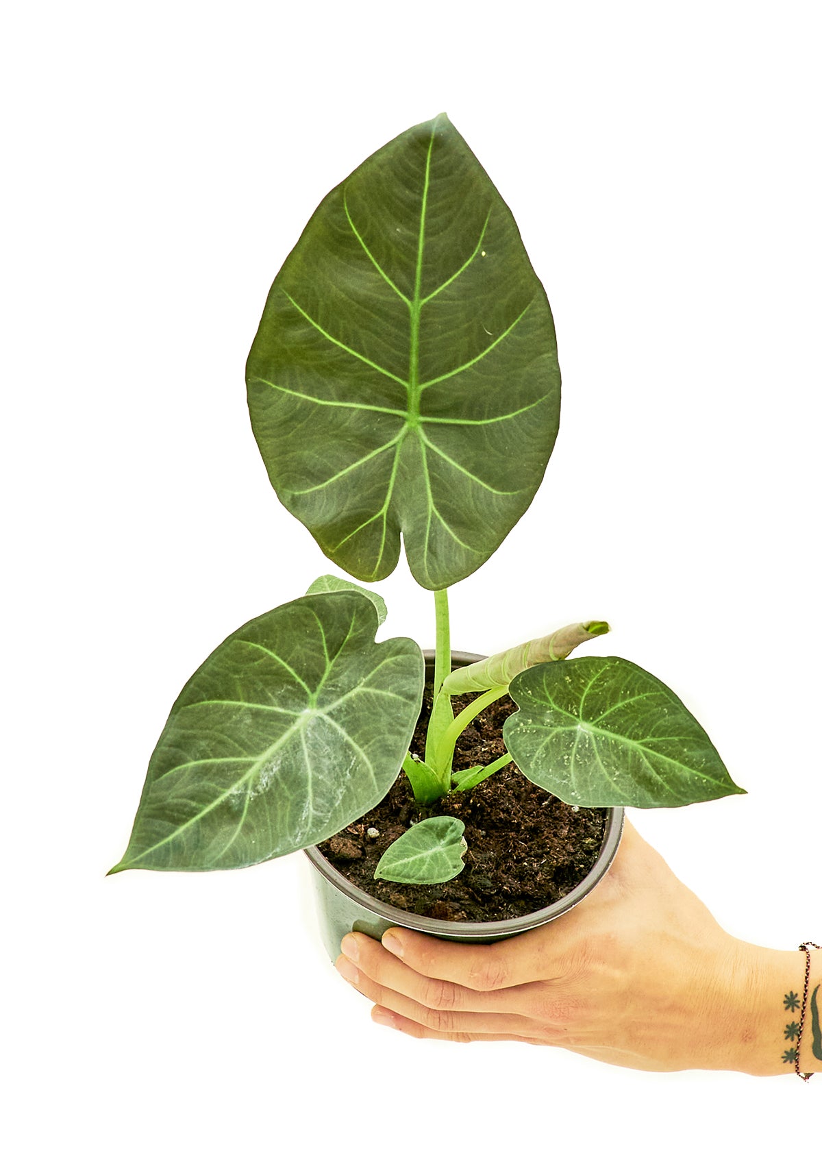 Alocasia 'Regal Shields', Medium 6" Pot