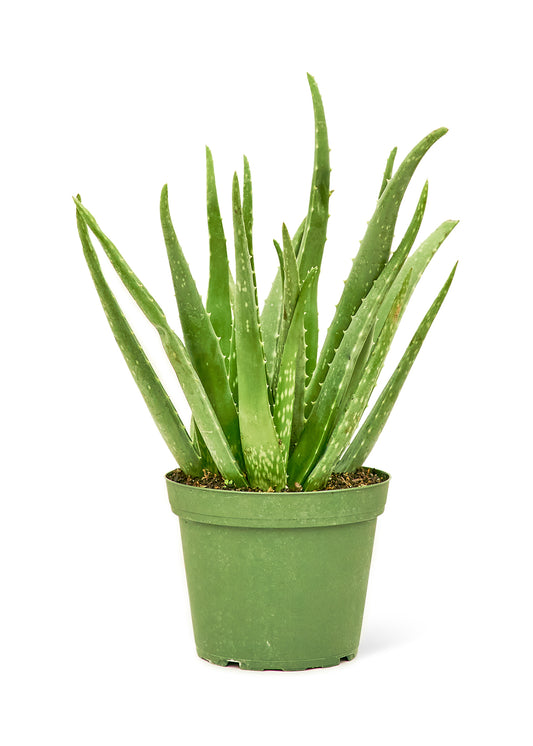 Aloe Vera, Medium 6" Pot