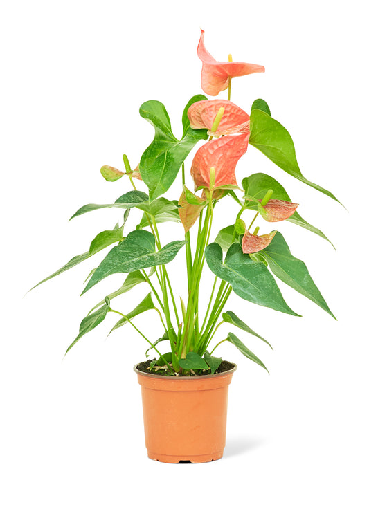 Anthurium 'Pink Flamingo', Medium 6" Pot