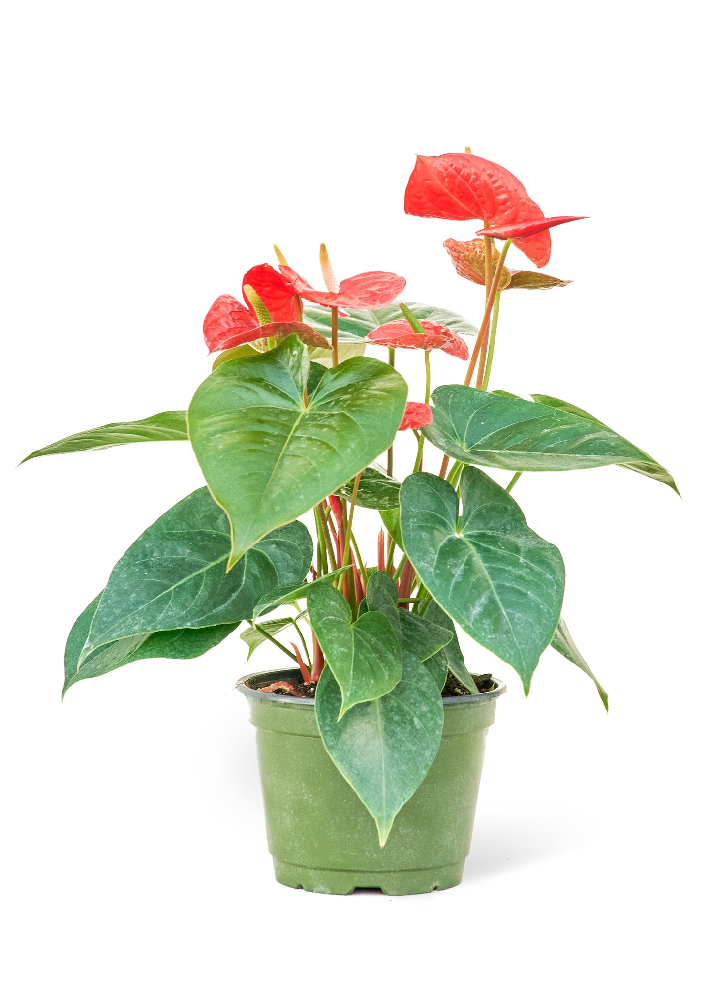 Anthurium 'Red Flamingo', Medium 6" Pot