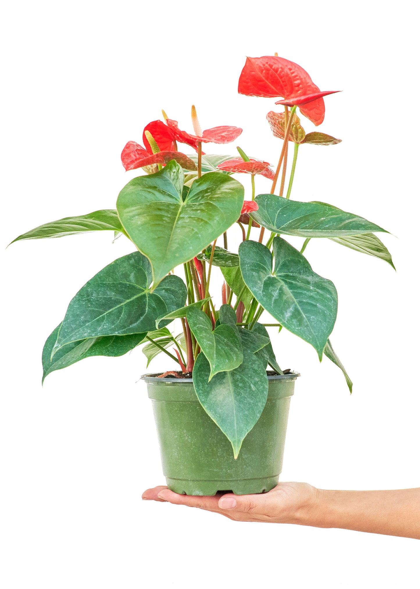 Anthurium 'Red Flamingo', Medium 6" Pot