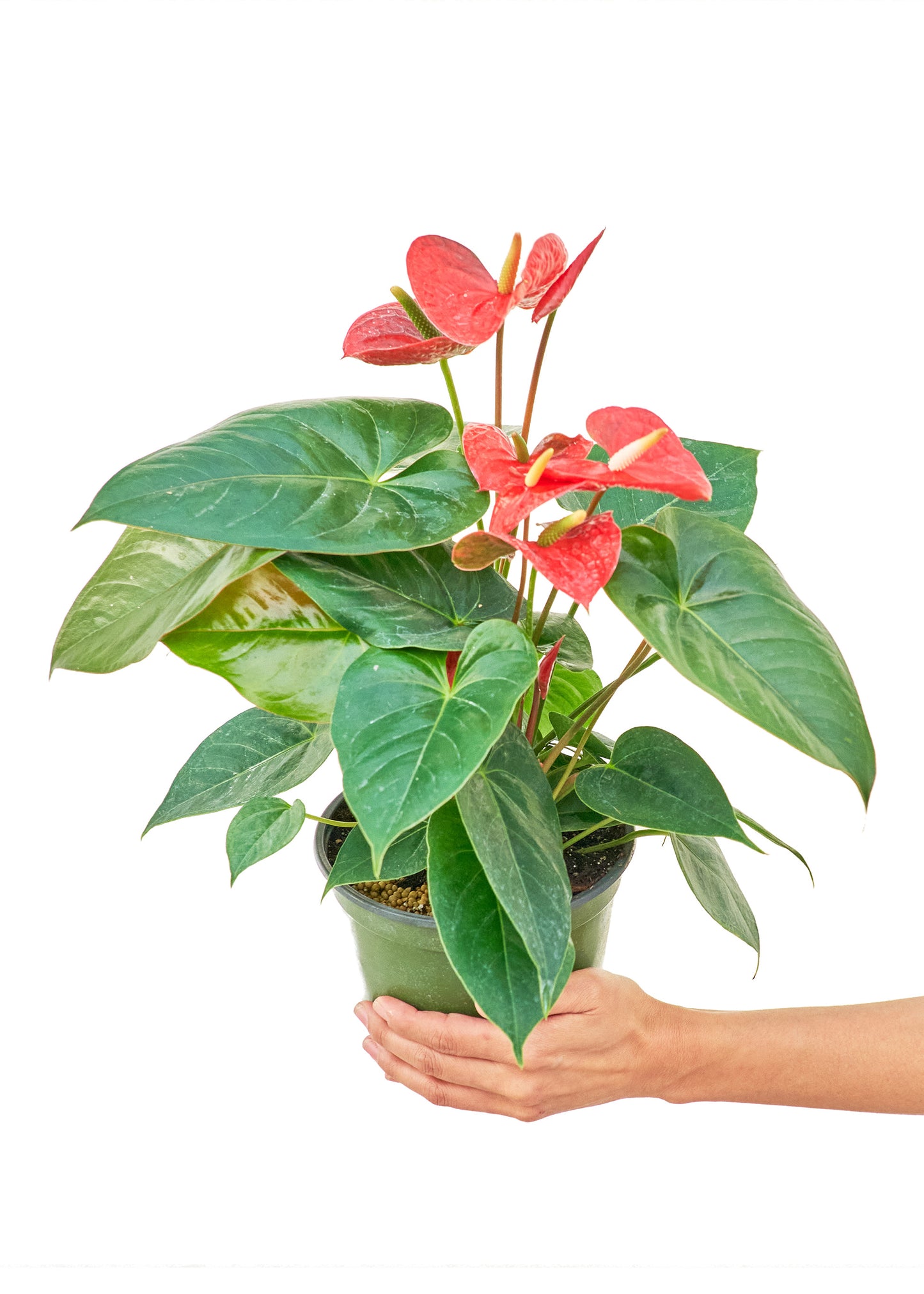 Anthurium 'Red Flamingo', Medium 6" Pot