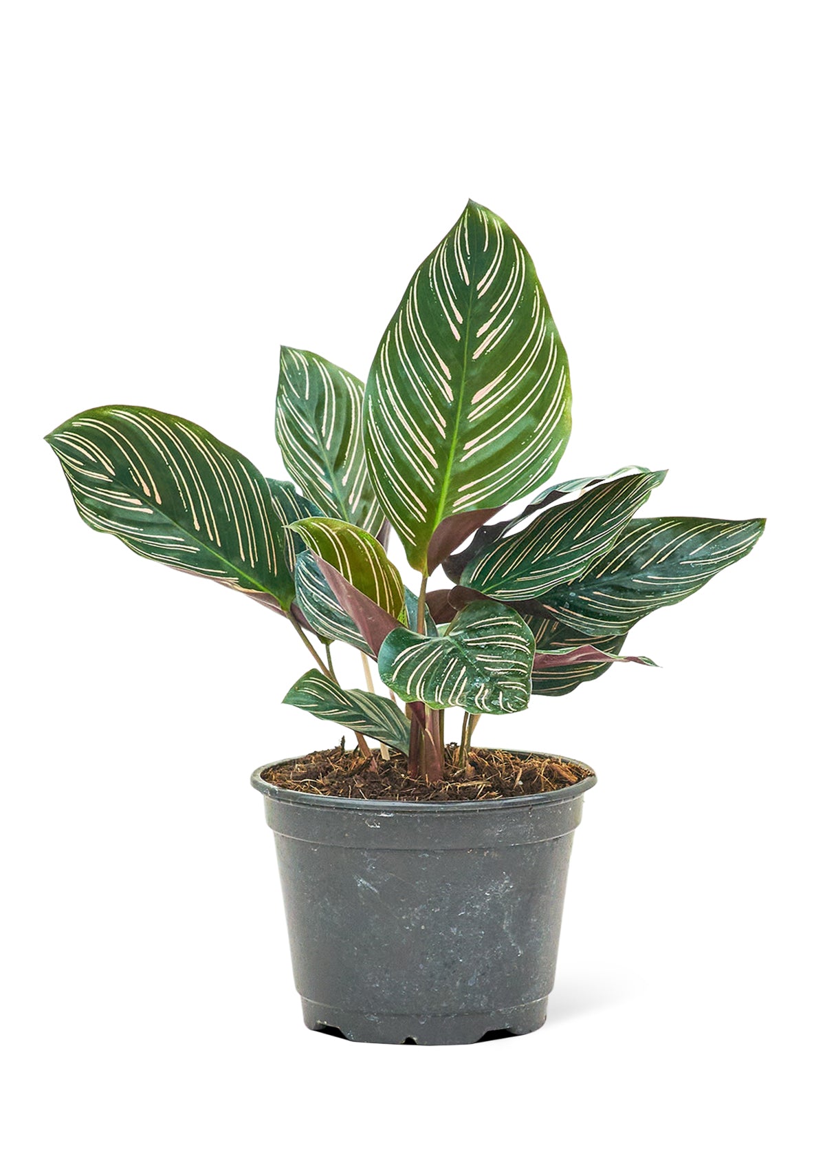 Calathea 'Pinstripe', Medium 6" Pot