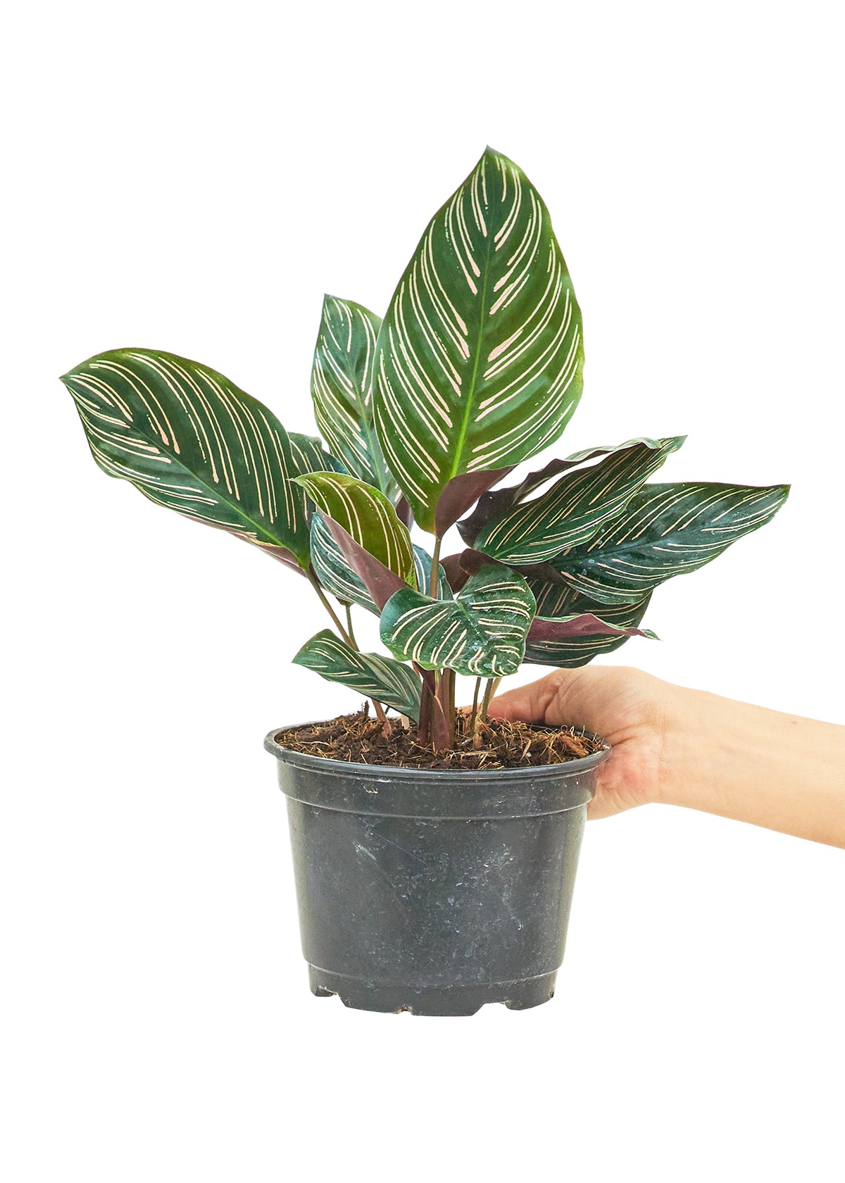 Calathea 'Pinstripe', Medium 6" Pot