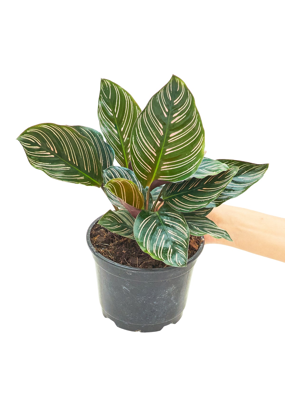 Calathea 'Pinstripe', Medium 6" Pot