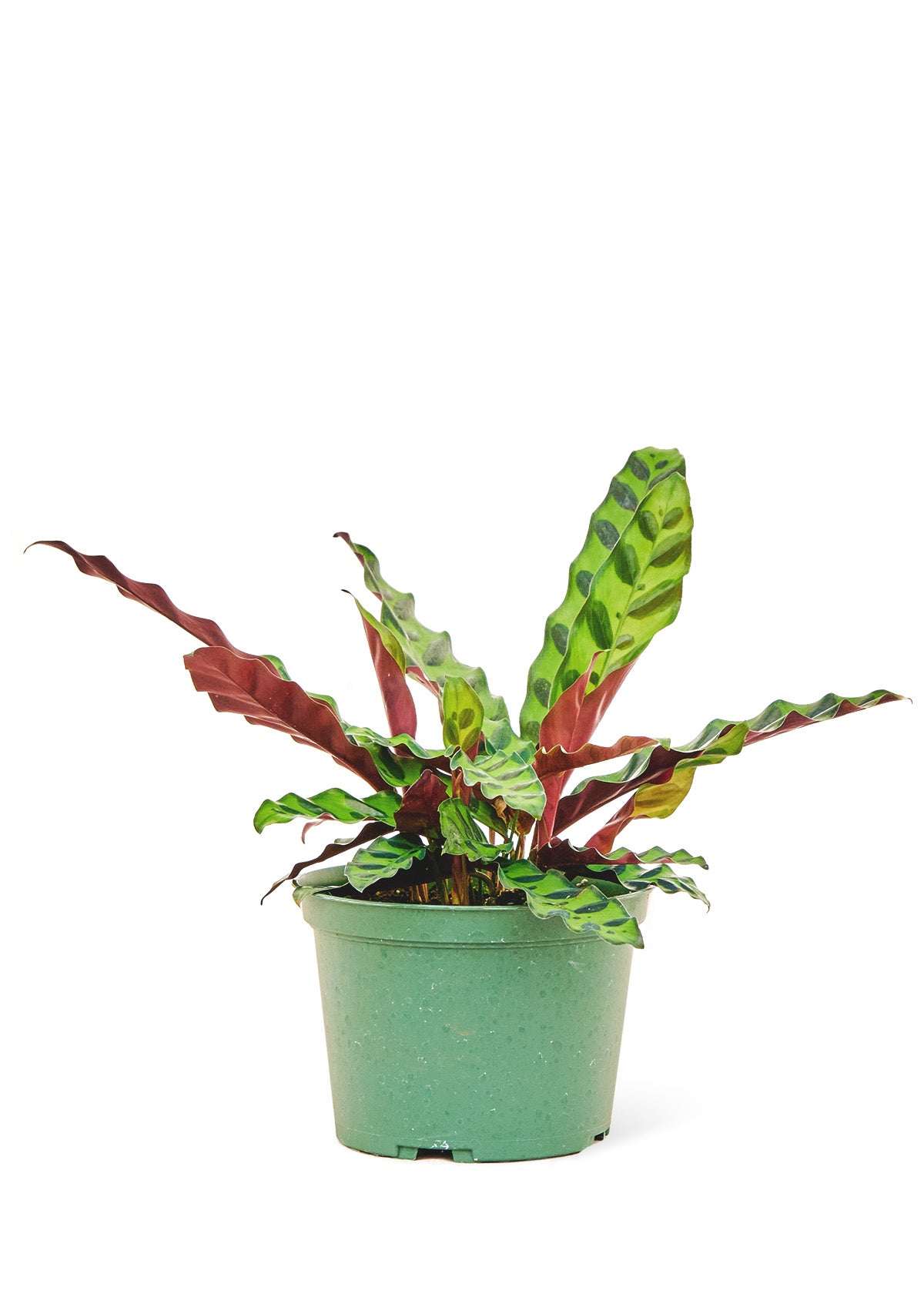 Calathea 'Rattlesnake', Medium 6" Pot