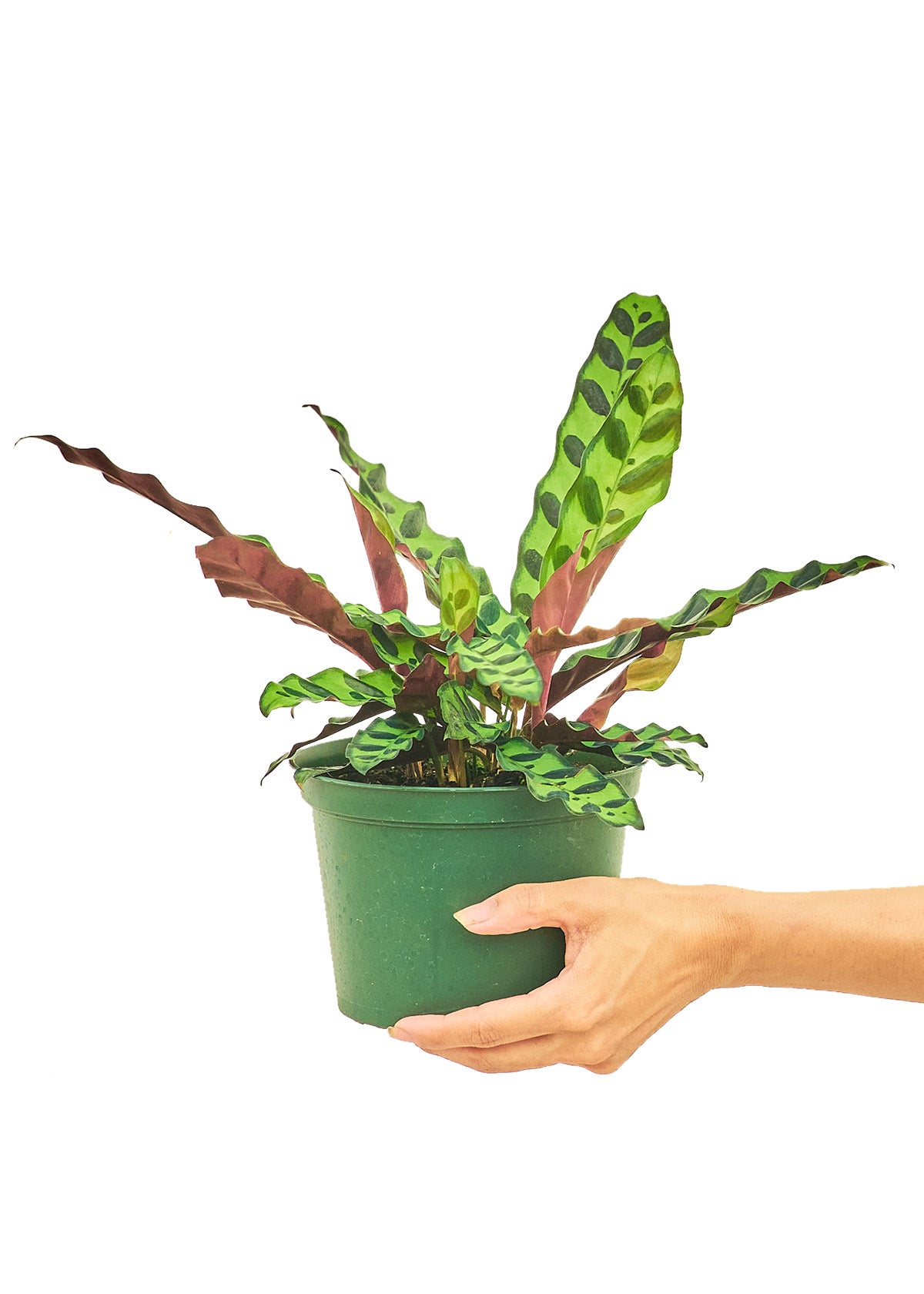 Calathea 'Rattlesnake', Medium 6" Pot