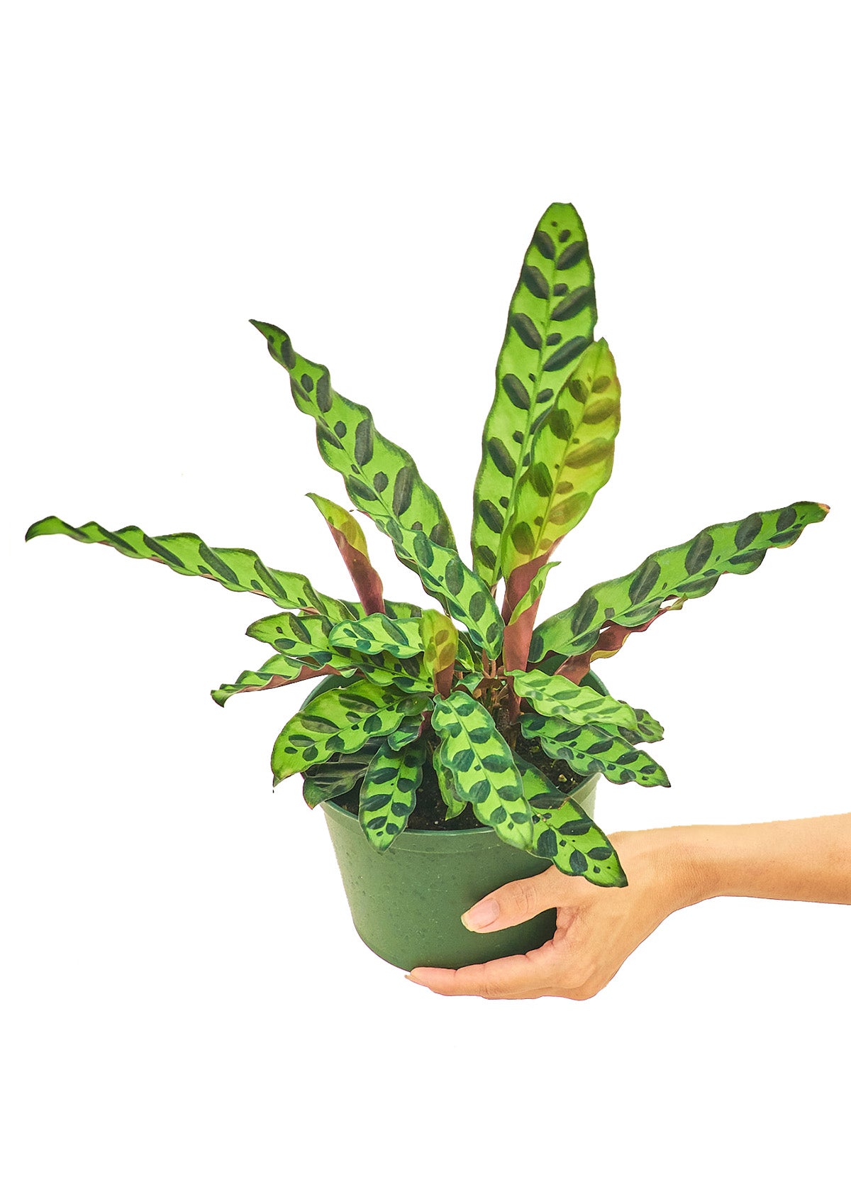 Calathea 'Rattlesnake', Medium 6" Pot