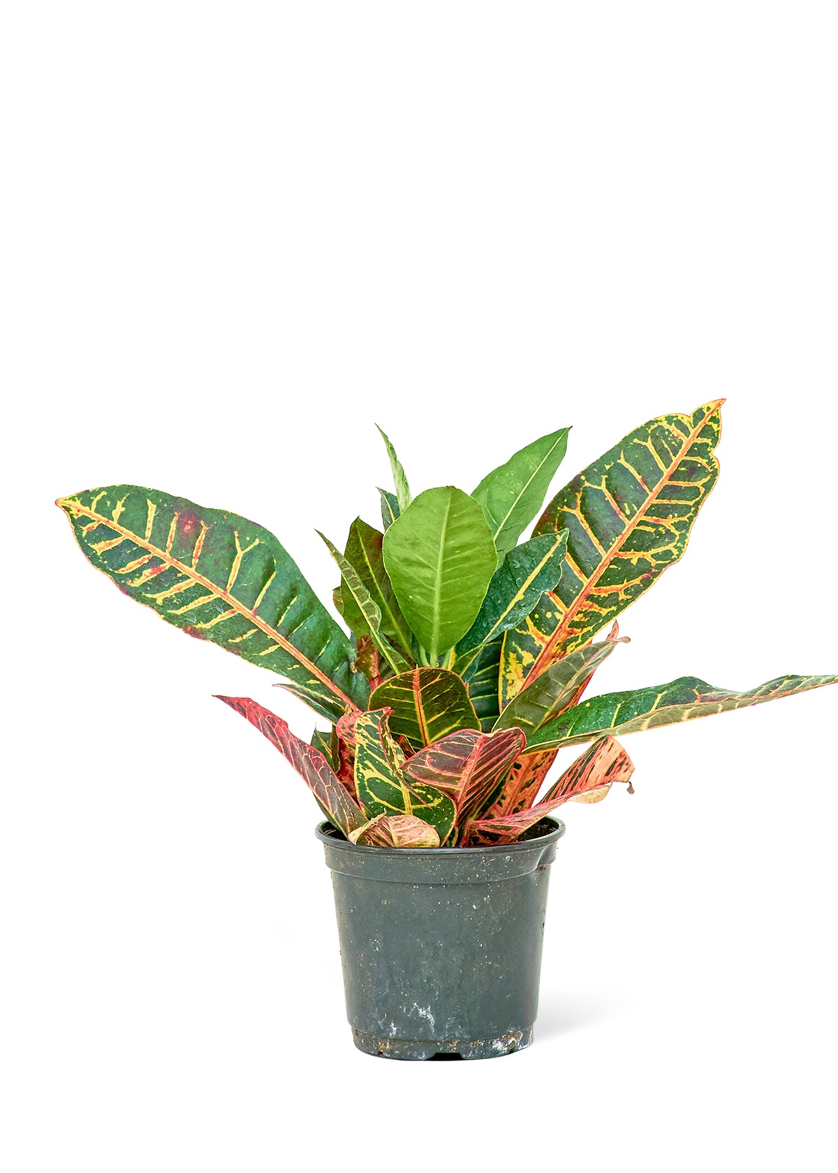 Croton 'Petra', Medium 6" Pot