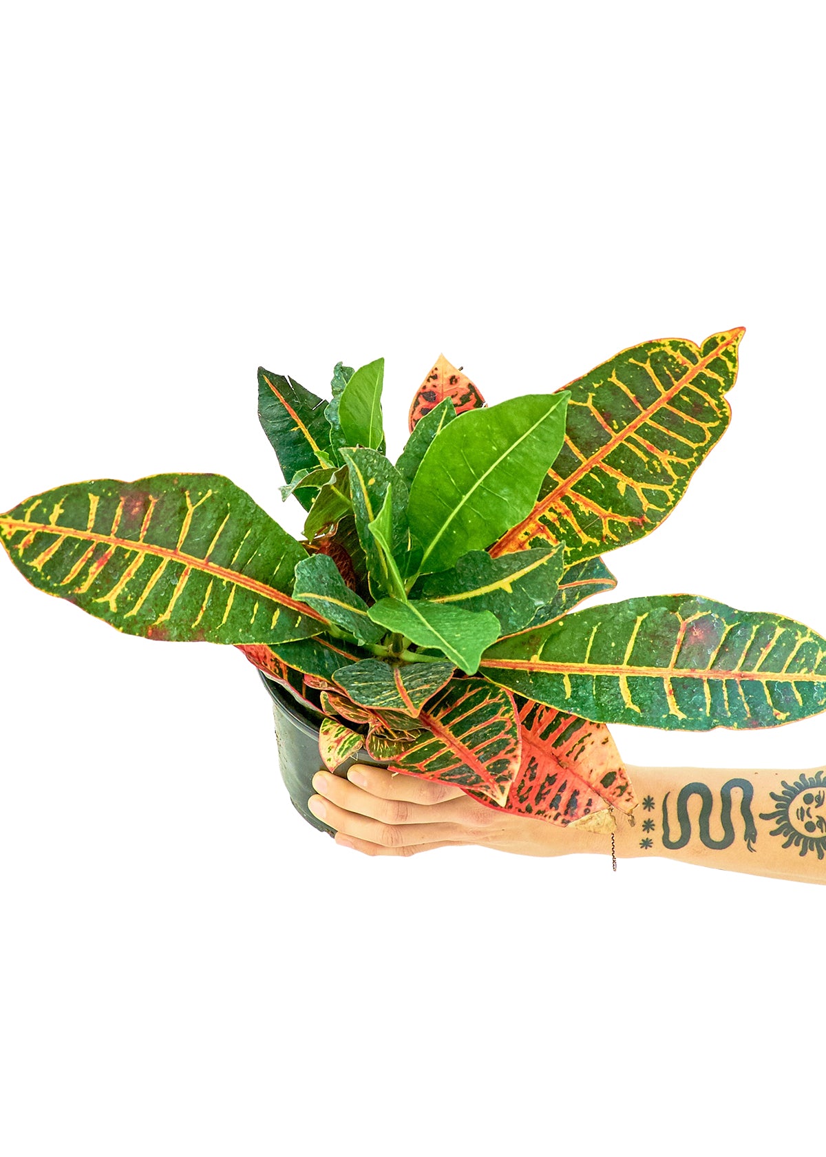 Croton 'Petra', Medium 6" Pot