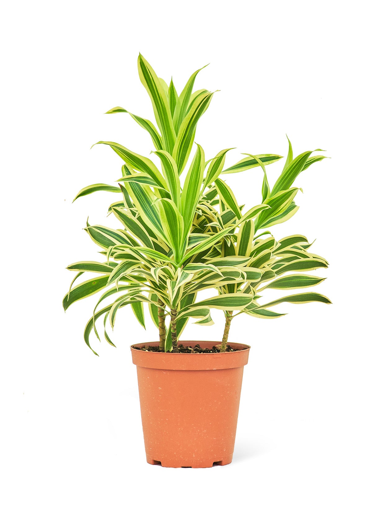 Dracaena 'Song of India', Medium 6" Pot