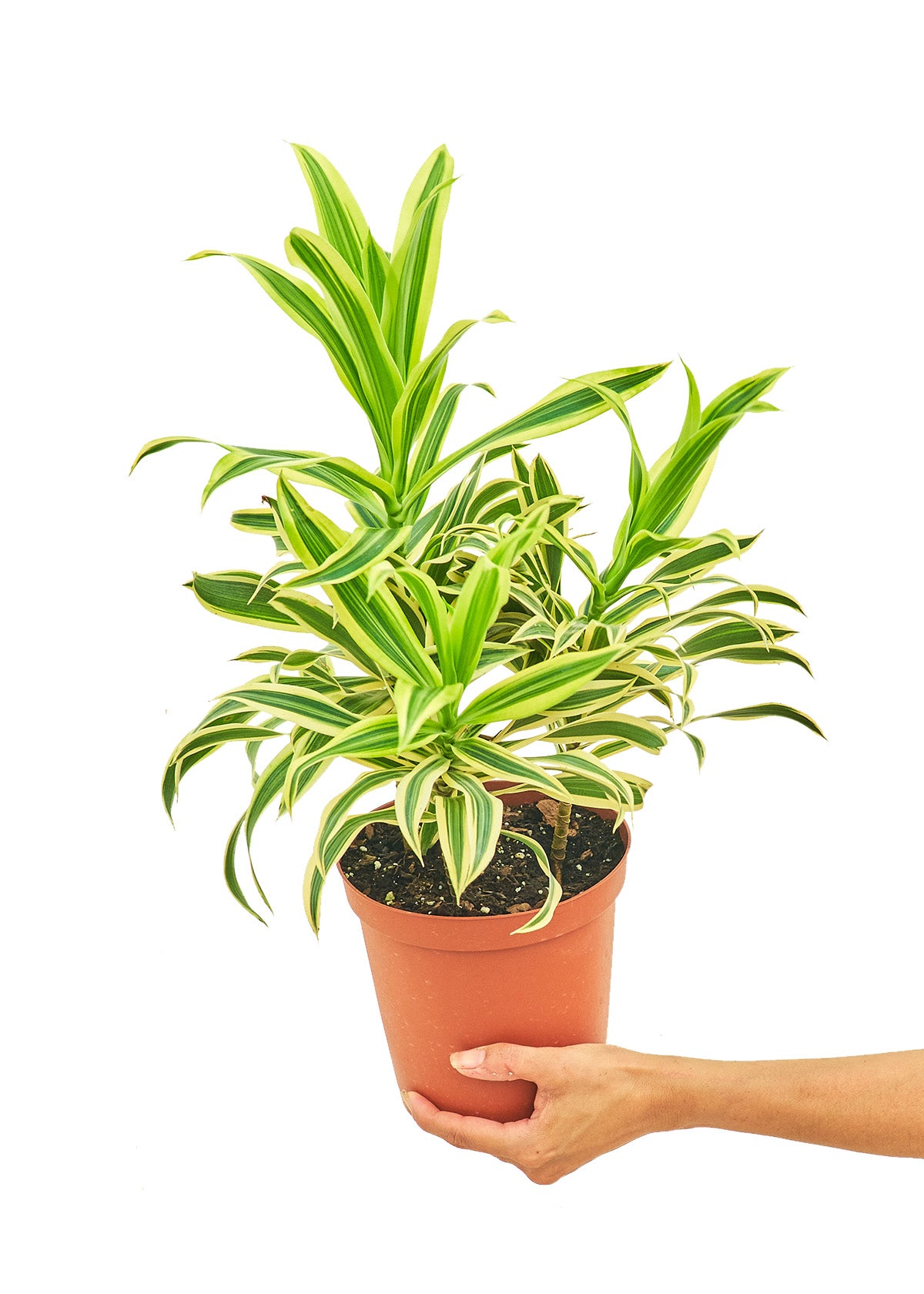 Dracaena 'Song of India', Medium 6" Pot